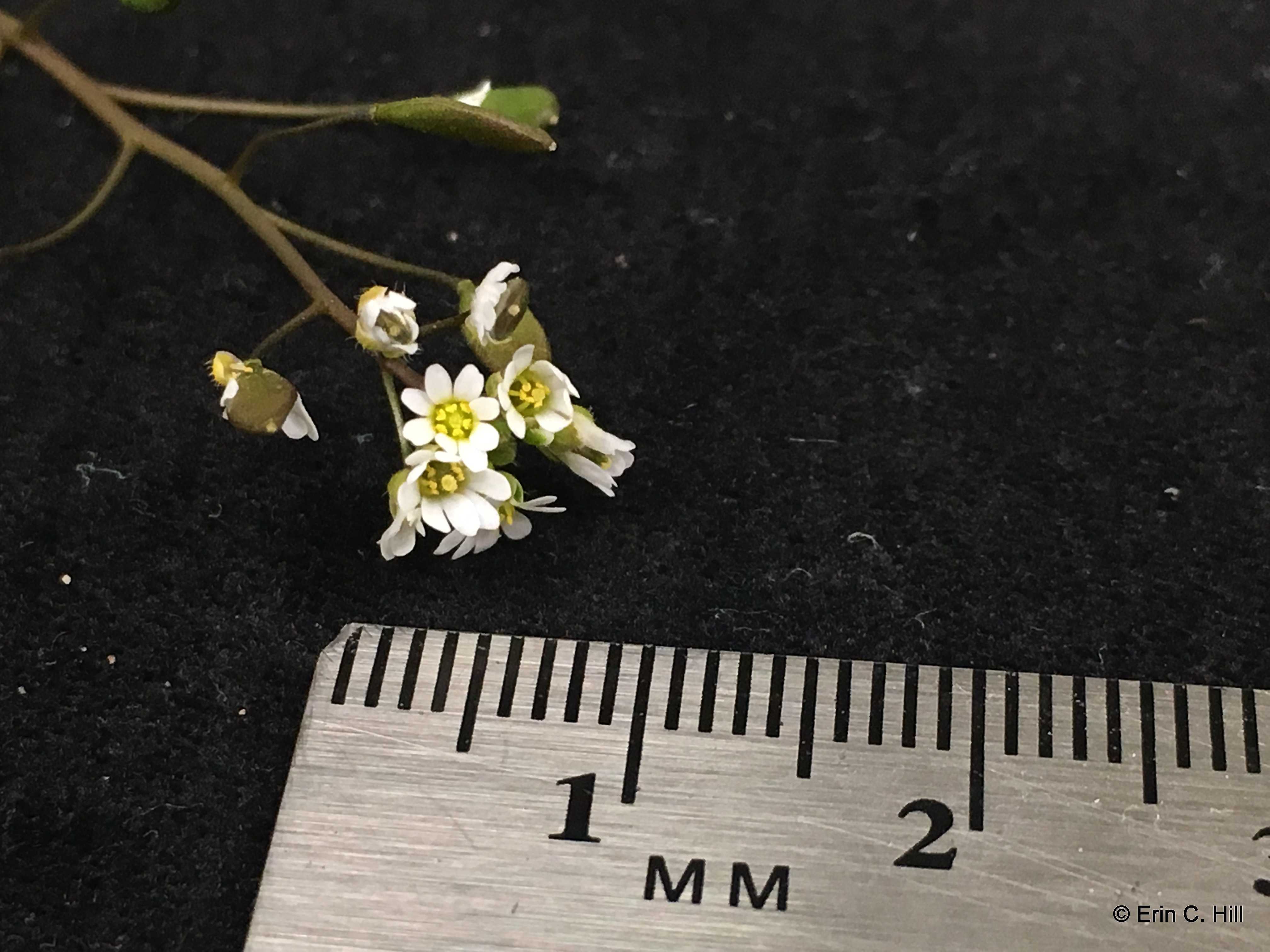 Draba whitlow grass April2019 (3)